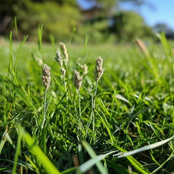 spurs weed in grass