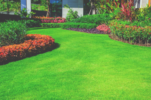 vibrant green grass from deep root watering