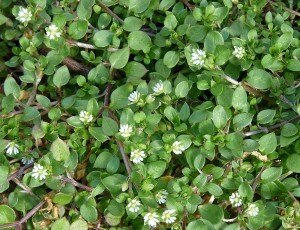 Chickweed-e1348031585188