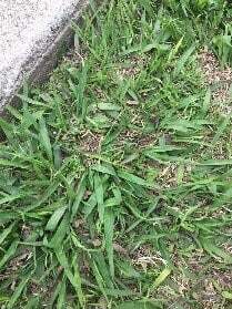 Crabgrass