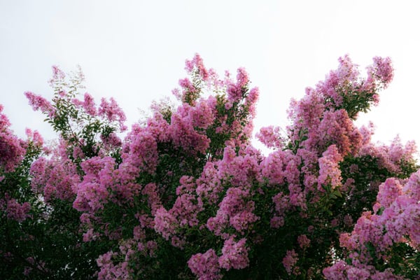 Crape-Myrtle-Lagerstroemia-indica-1200x800