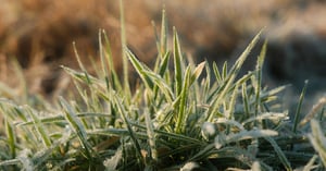 Frosted Grass