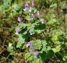 Henbit-e1521133785210