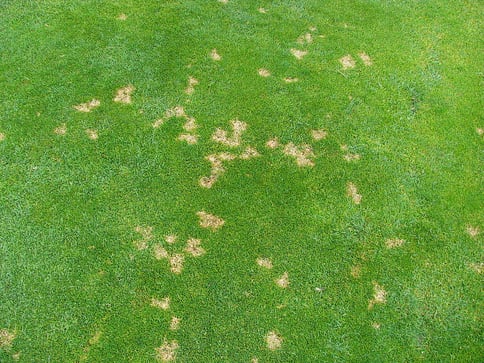 Dollar Spot Fungus