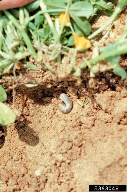 White Lawn Grub