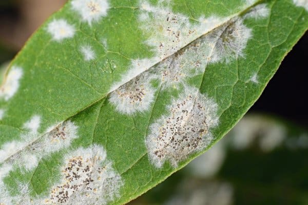 Powdery Mildew, plant disease