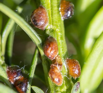 Pest and Insect Control