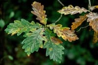 AdobeStock_391518711-200x133
