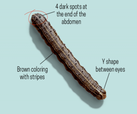 Armyworm-Graphic-400x333