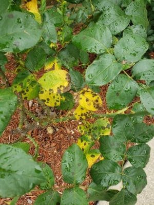 Black-Spot-on-Roses_Cain-Cooper-400x533