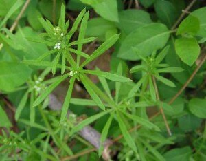 common lawn weed