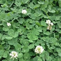 Clover-by-Merriweather-Adventurer-on-Flickr-e1544468897841-300x300