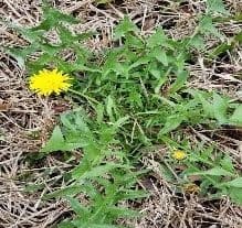 Dandelion