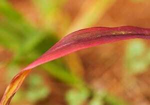 Dallisgrass