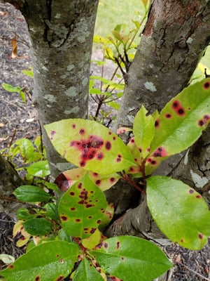 Endosprum-Leaf-Spot-on-Red-Tip-Photinia_Cain-Cooper-800x1067