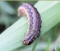 Figure6-armyworm_source-Texas-AgriLife-Extension-e1594918553691-200x171