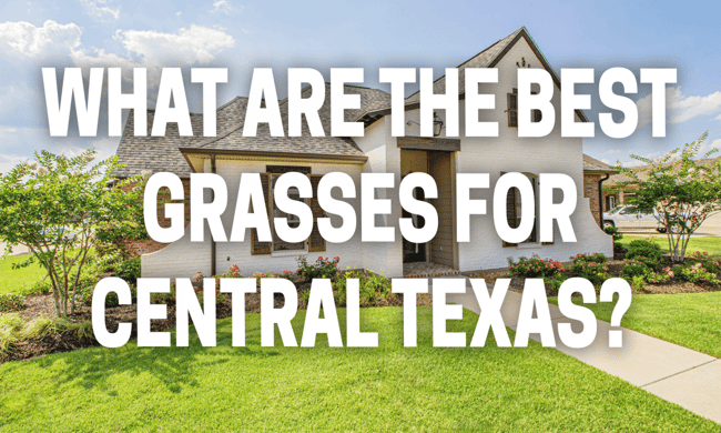 Grass-Blog-Header-1200x720
