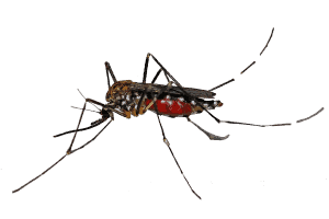 Mosquito-copy-300x200
