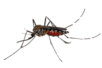 Mosquito-copy-600x399