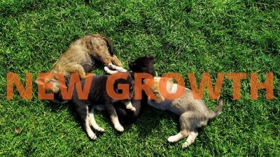 NEW-GROWTH-2-400x225