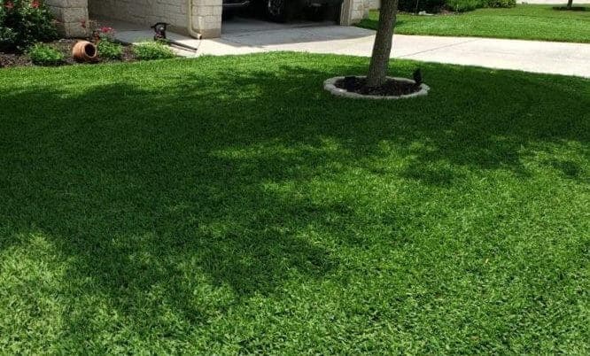 Healthy Lawn