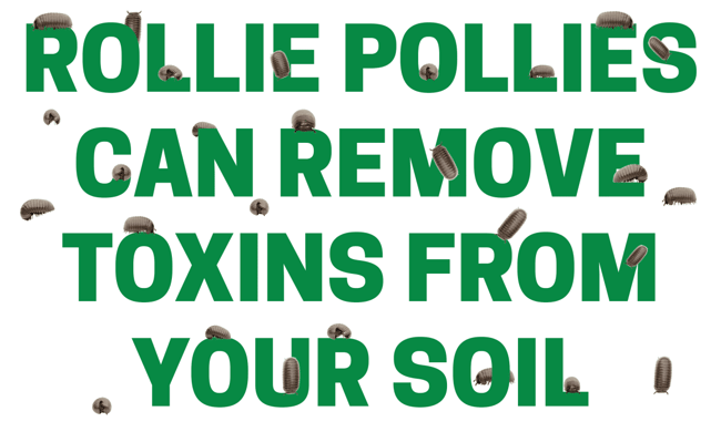 Rollie Pollie Blog Header