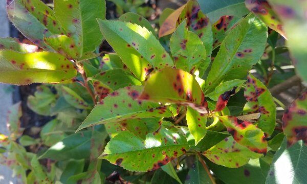 Shrub-Leaf-Spot-600x360