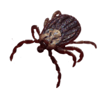 Tick-needpix-400x375