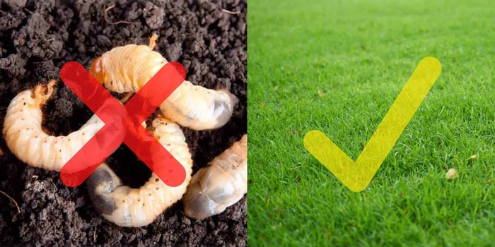 Healthy Lawn Care