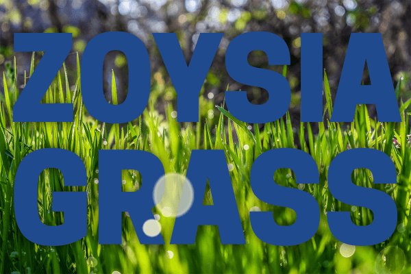 Zoysia-Blog-Header-600x400