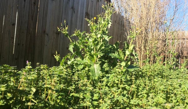 Lawn Weeds and Weed Control