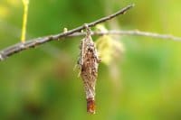 bagworm-1842318_1280-200x133