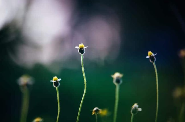 beautiful-bloom-blooming-333779-800x529
