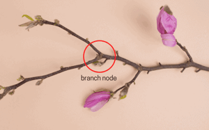 branch-node-400x250
