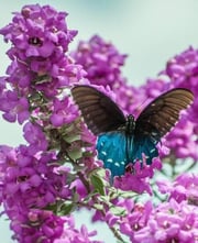 butterfly-2217264_1280-400x493