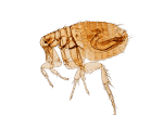 cdc-p6slMrGDQSo-unsplash-150x118