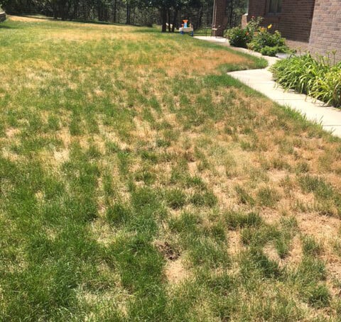 Drought Stress