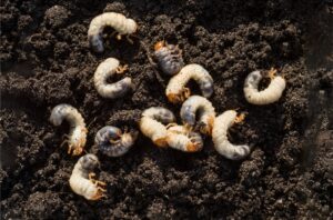 Grub Worms
