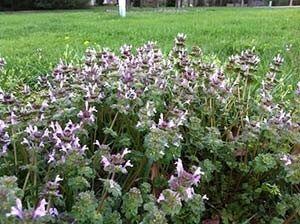 Henbit Before Week Control