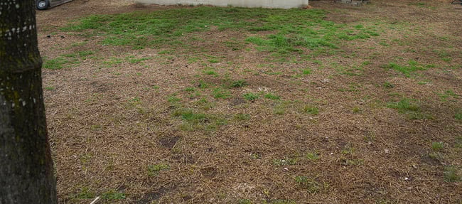 Lawn Seeded and Topdressed