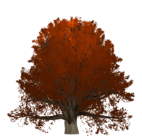 oak-2083860_1280-300x296