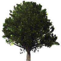 oak-tree-1480225_1280-200x200