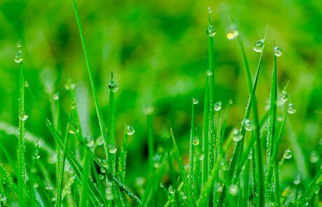 Green Grass Lawn Care