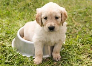 puppy-pixabay-600x433