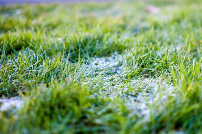 Lawn Care in Winter