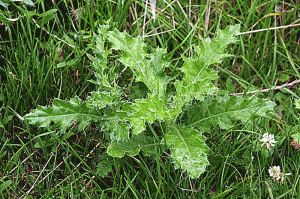 common lawn weed problem