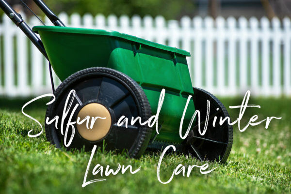 sulfur-winter-lawn-care-600x401