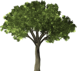 tree-1484370_1280-150x138