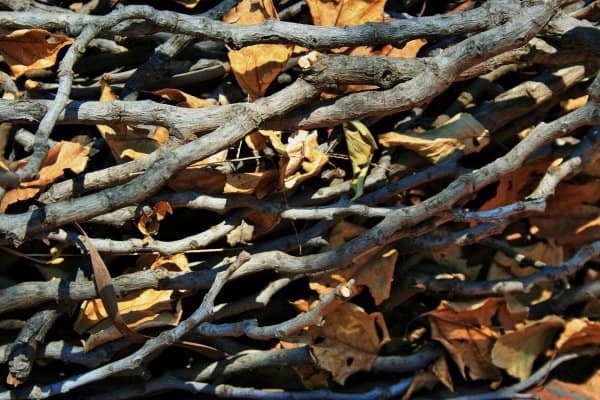 twigs-and-leaves-600x400