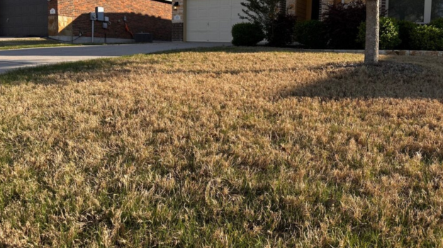 Lawn in Dormancy